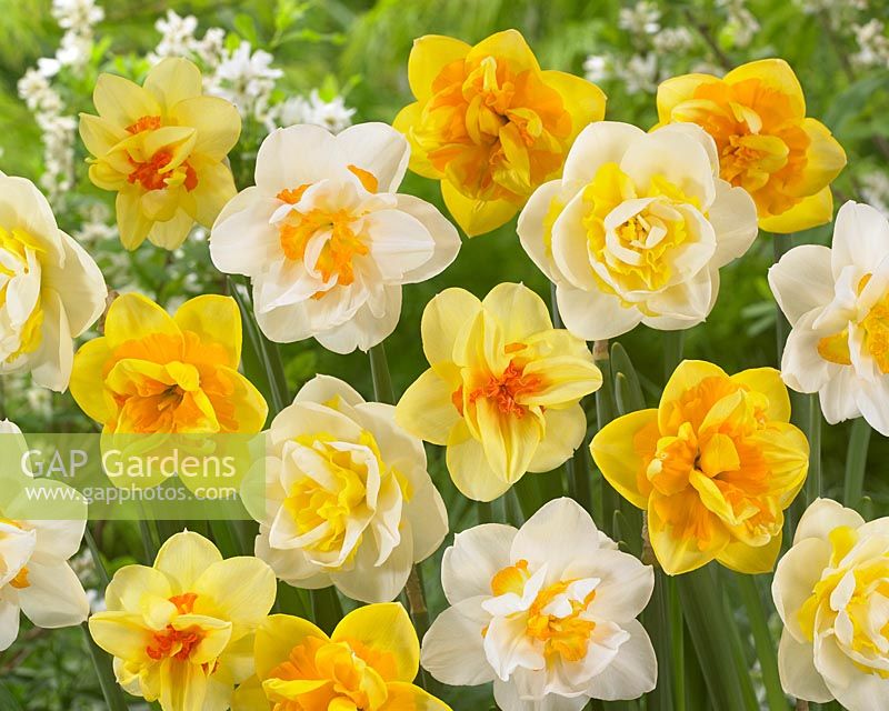 Narcissus Jersey Roundabout, Narcissus Jersey Star, Narcissus Jersey Torch, Narcissus Double Pearl