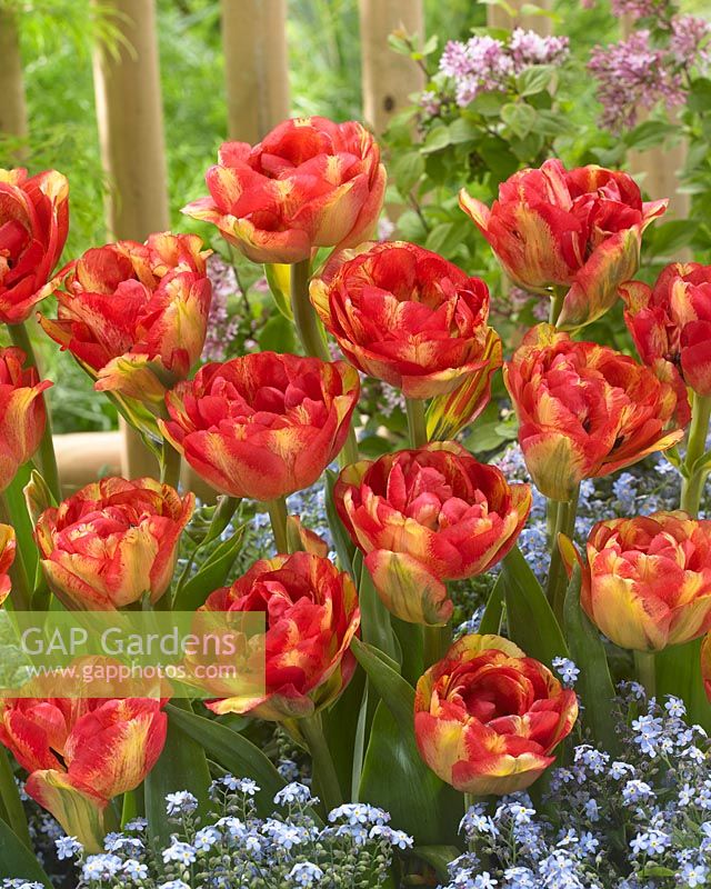 Tulipa Sundowner