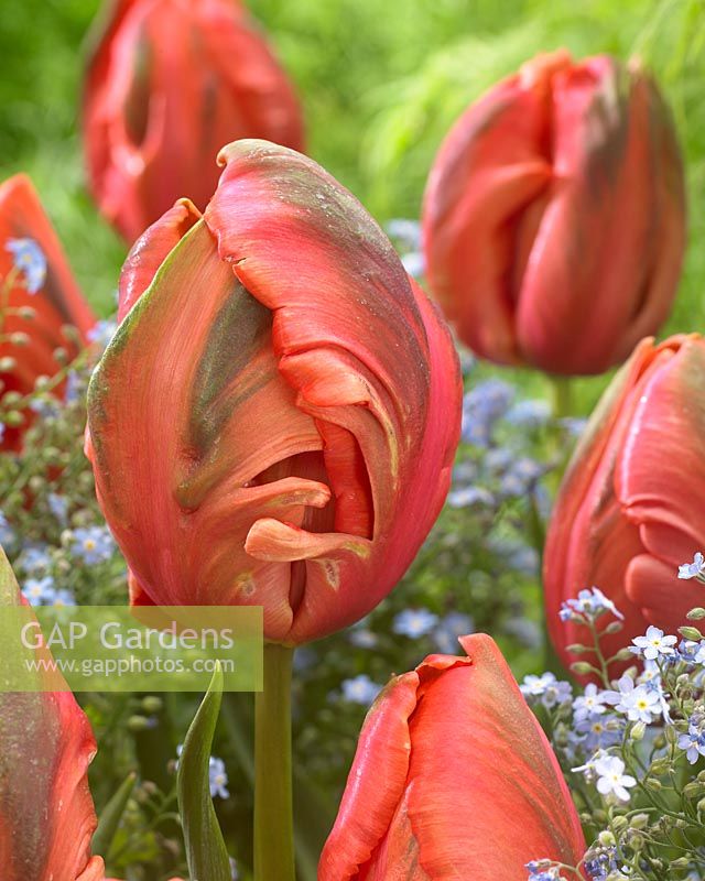 Tulipa Avignon Parrot
