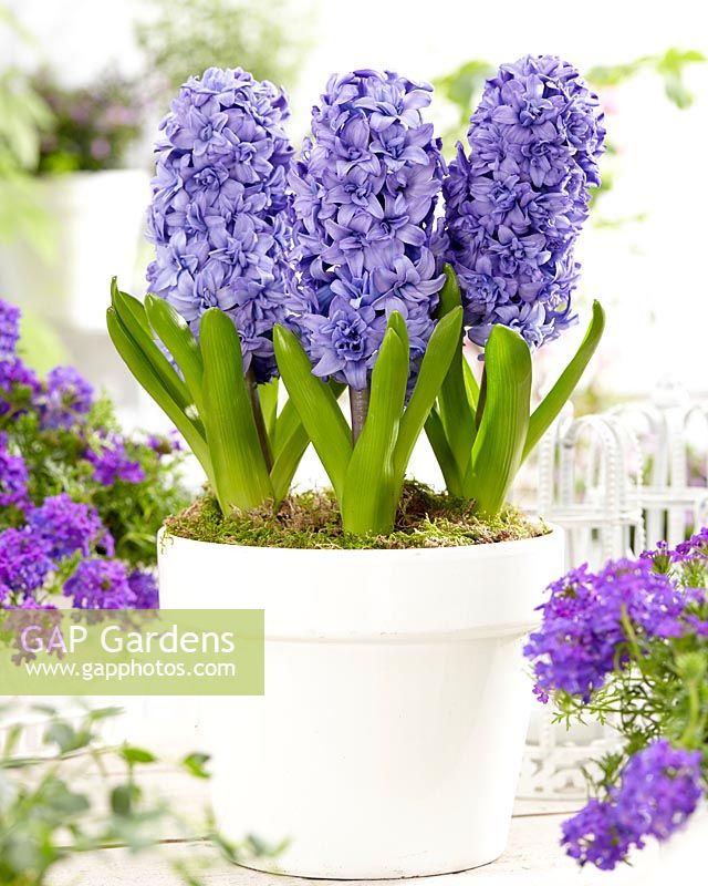 Hyacinthus Blue Tango