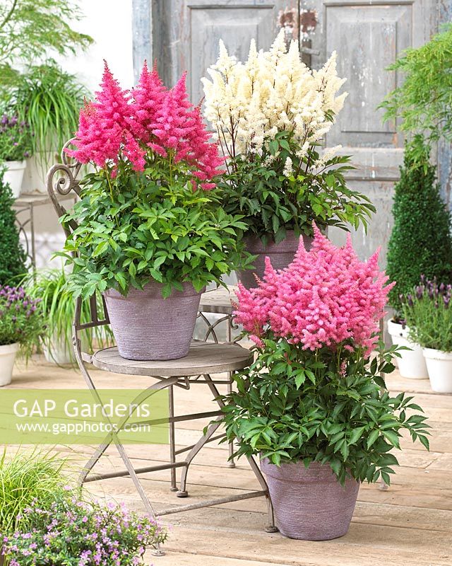 Astilbe arendsii Drum and Bass Â® 
Astilbe arendsii Rock and Roll Â®
Astilbe arendsii Honkey Tonk