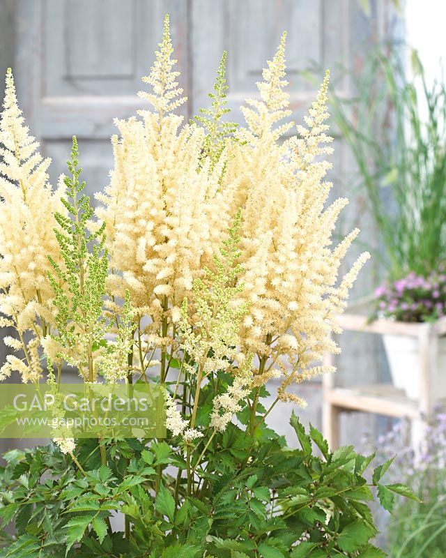 Astilbe chinensis Diamonds and Pearls Â®