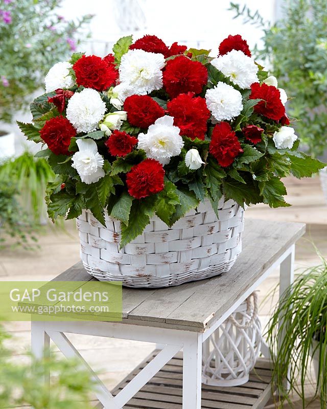 Begonia Fimbriata red and white