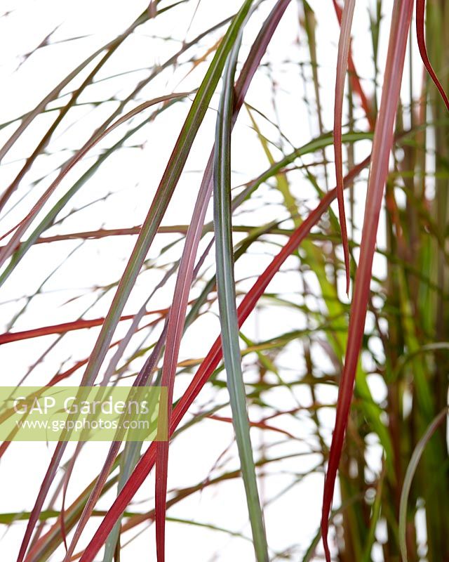 Miscanthus sinensis Ruby Cute