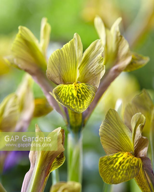 Iris reticulata Green