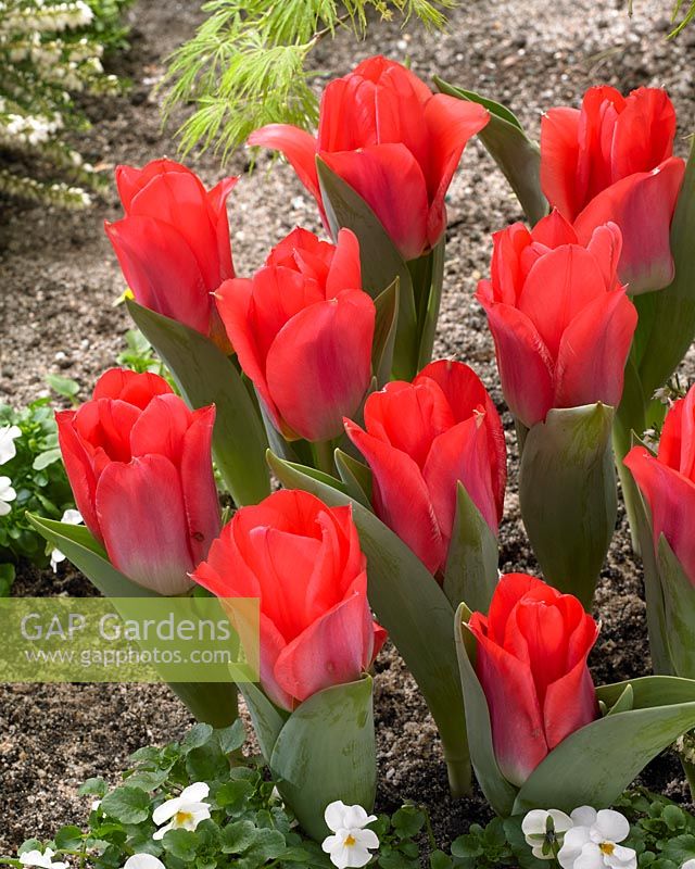 Tulipa Portland