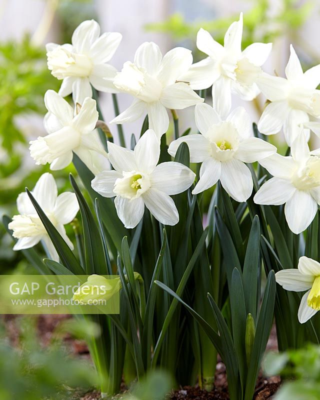Narcissus Snow Baby Â®