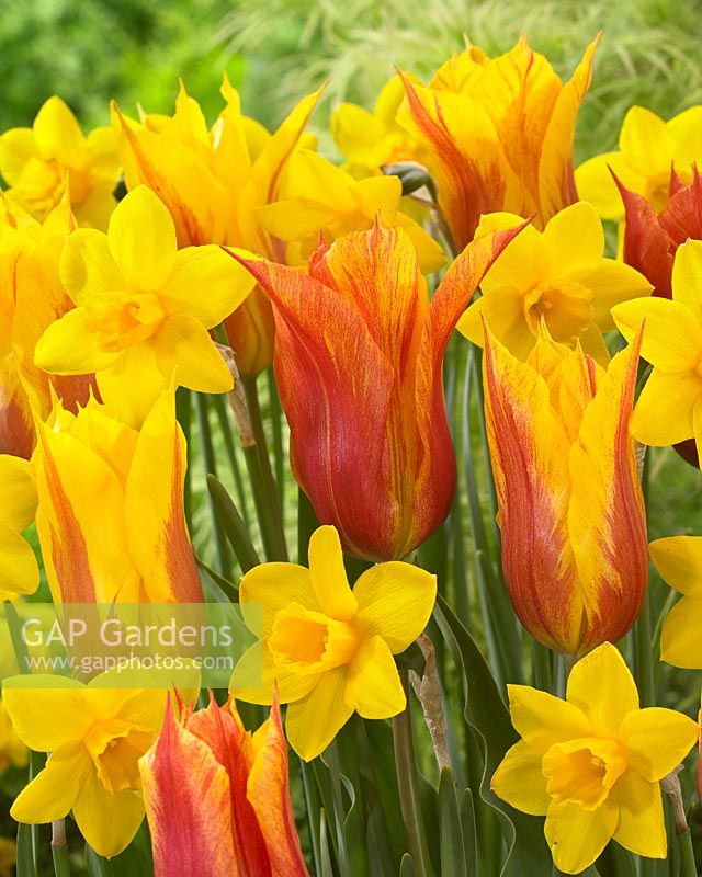 Narcissus Sweetness, Tulipa Vendeeglobe