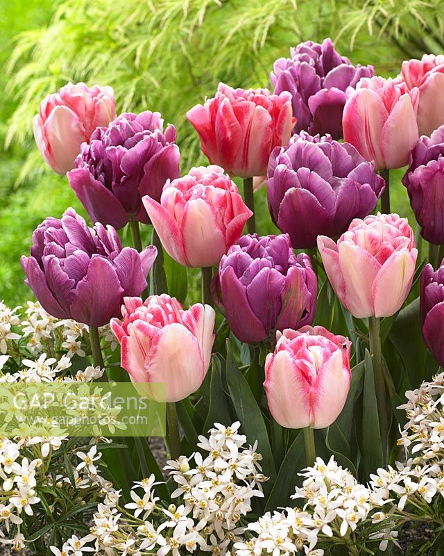 Tulipa Color Burst, Foxtrot