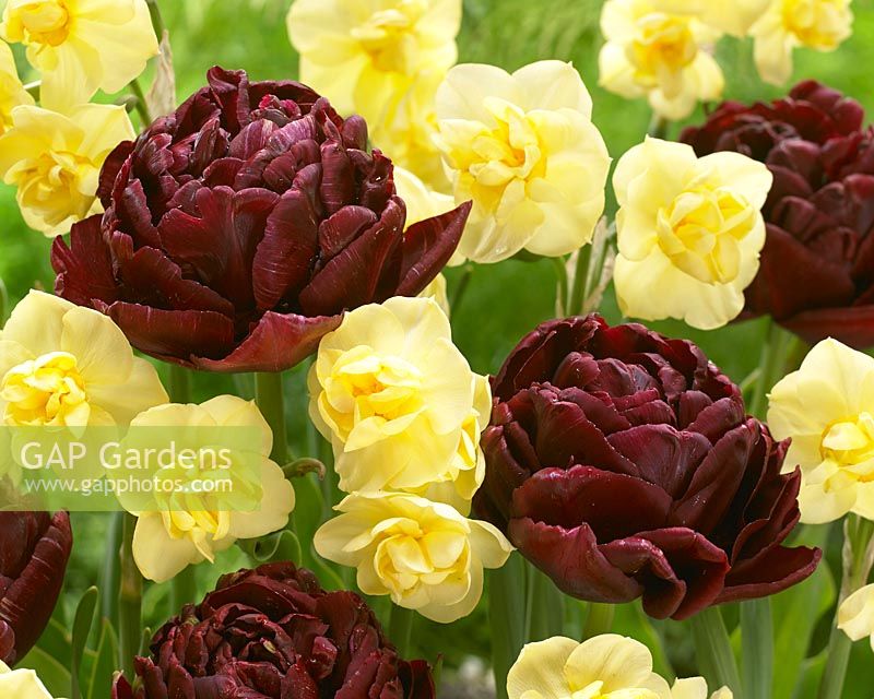 Narcissus Yellow Cheerfulness, Tulipa Black Hero