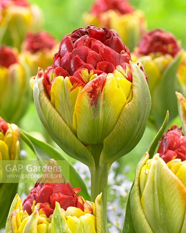 Tulipa Matchstick