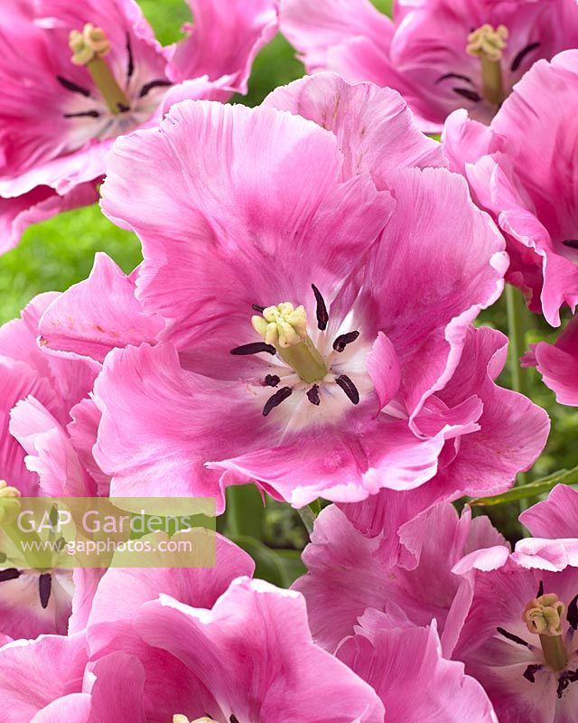 Tulipa Pink Victoria's Secret