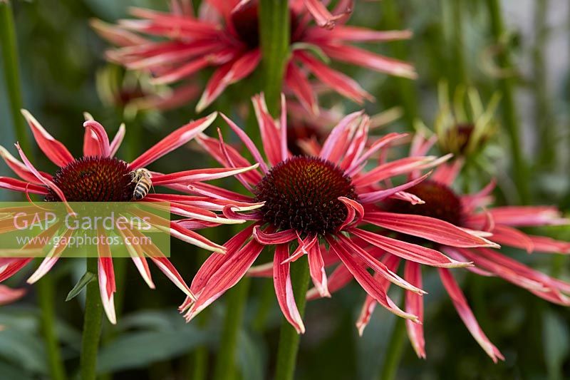 Echinacea The Rollings Stone