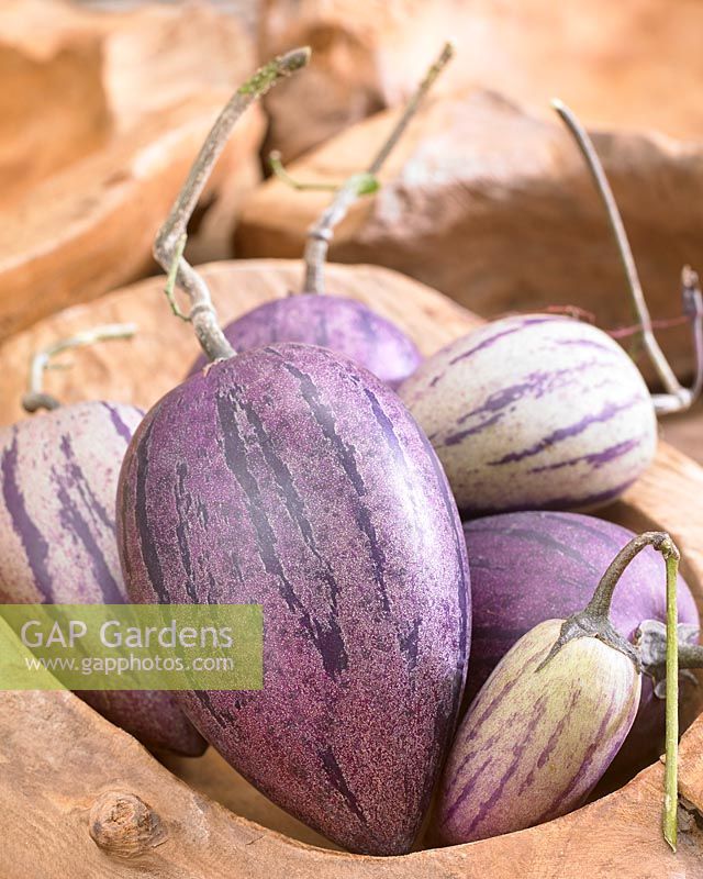 Solanum muricatum Purple
