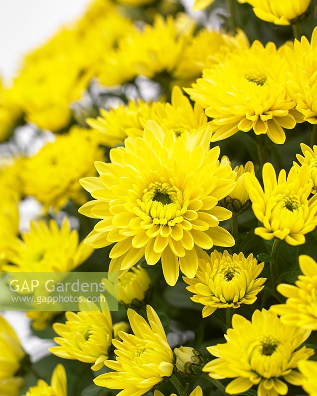 Chrysanthemum BlanchettÂ® Yellow