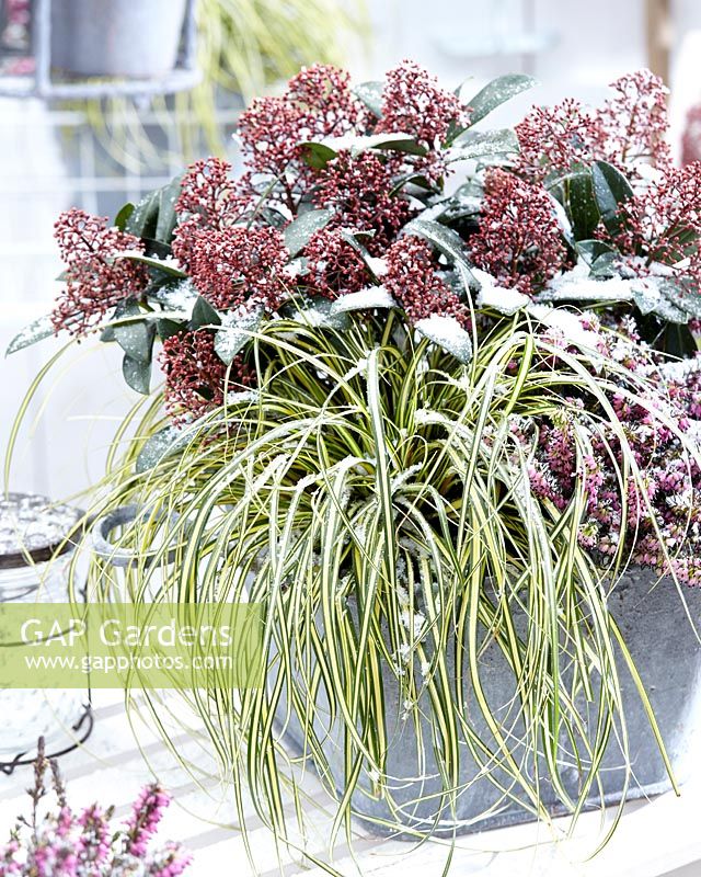 Carex EverColorÂ® Everoro