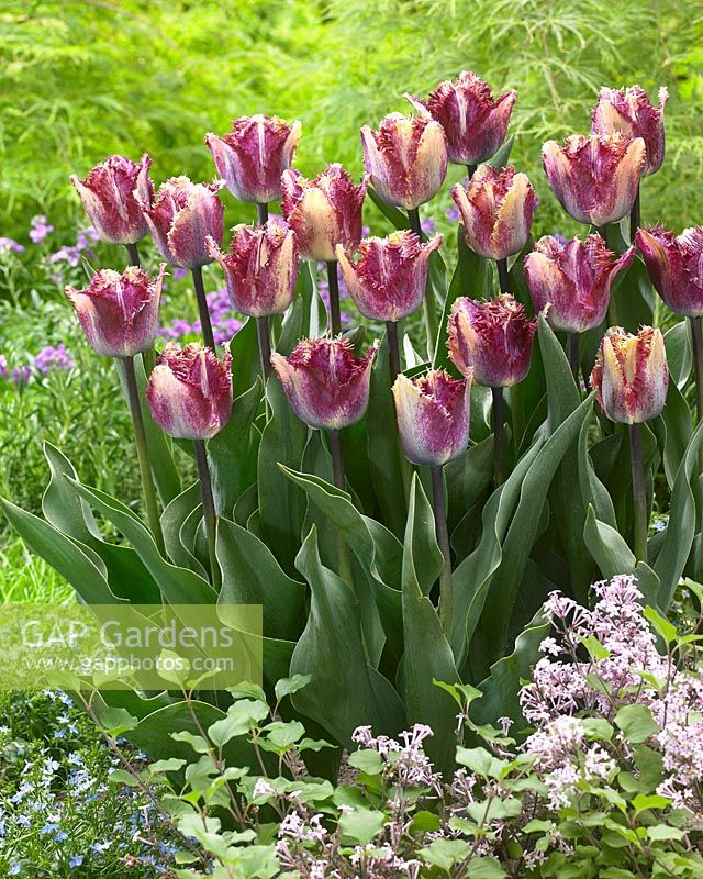 Tulipa Colour Fusion