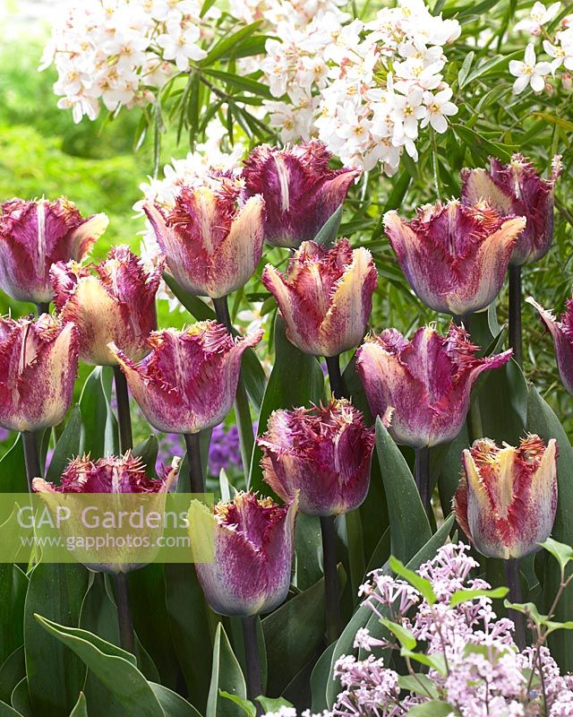 Tulipa Colour Fusion