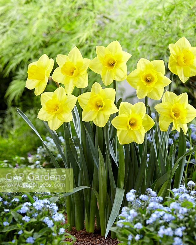 Narcissus Golden Salome