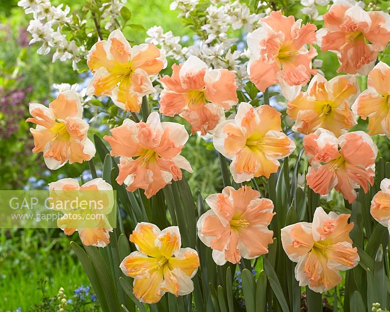 Narcissus Rainbow of Colors