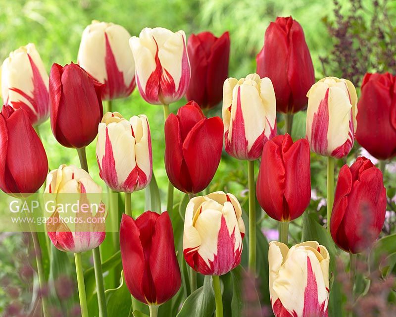 Tulipa World Expression, Kingsblood