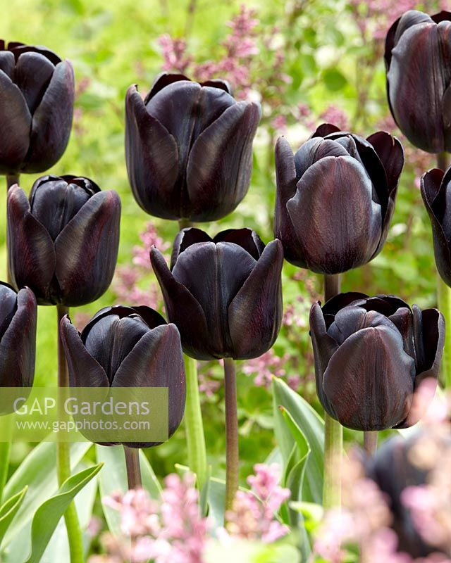 Tulipa black XX ( early )