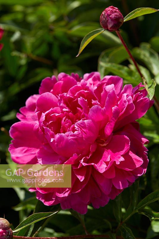 Paeonia Bunker Hill