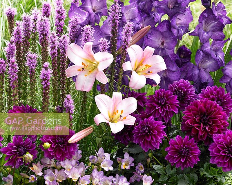 Summer flower combination purple
