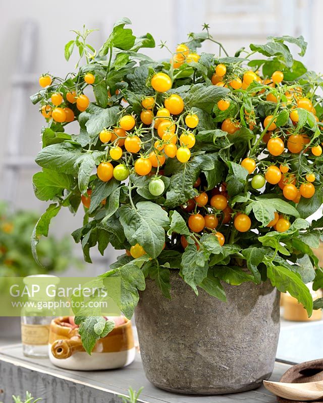 Solanum lycopersicum Sweet Sturdy Yellow F1