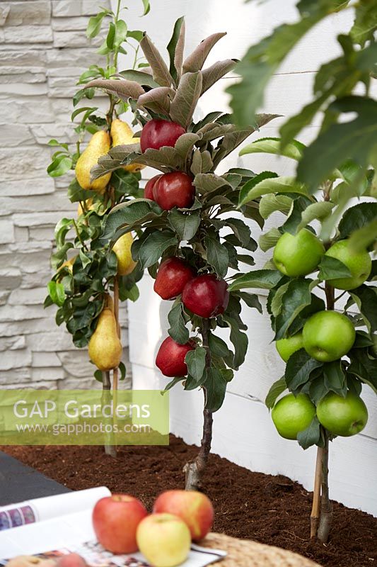 Lubera compact fruit tree collection