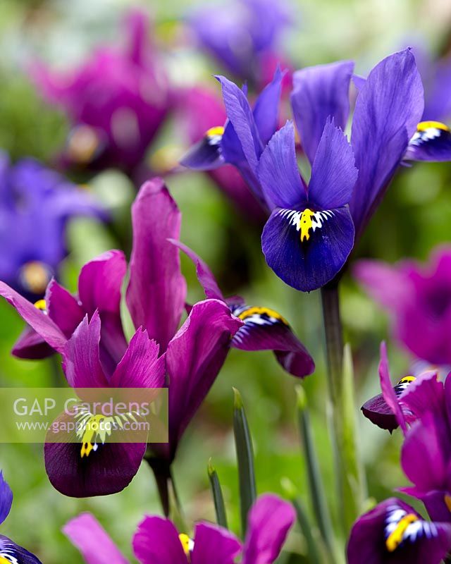 Iris reticulata Purple Hill Â®, Blue Hill Â®