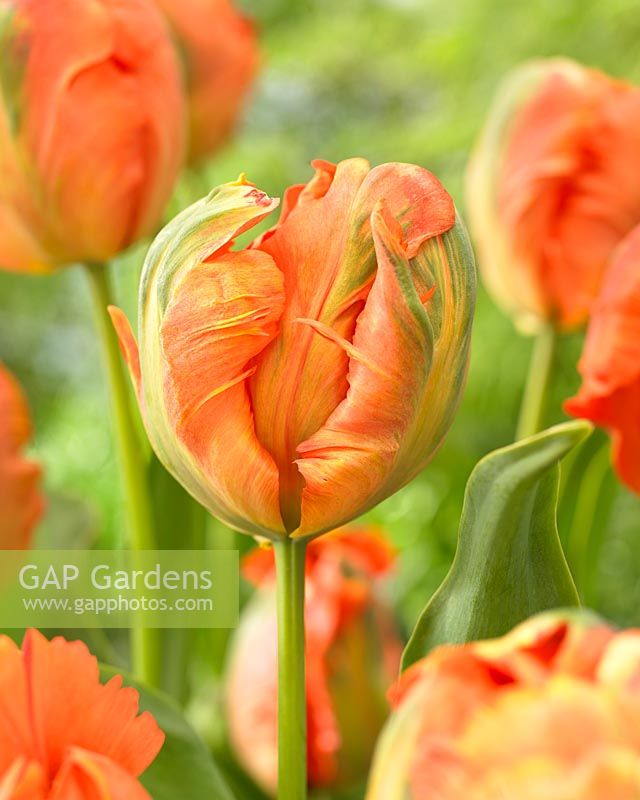 Tulipa Flower Power