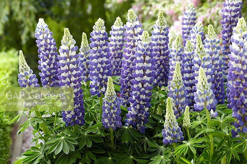 Lupinus King Canute
