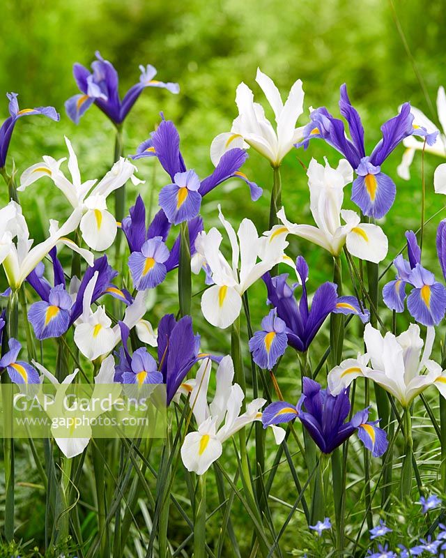 Iris White van Vliet, Sapphire Beauty
