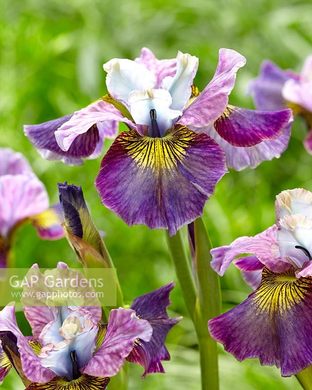 Iris sibirica Charming Billy