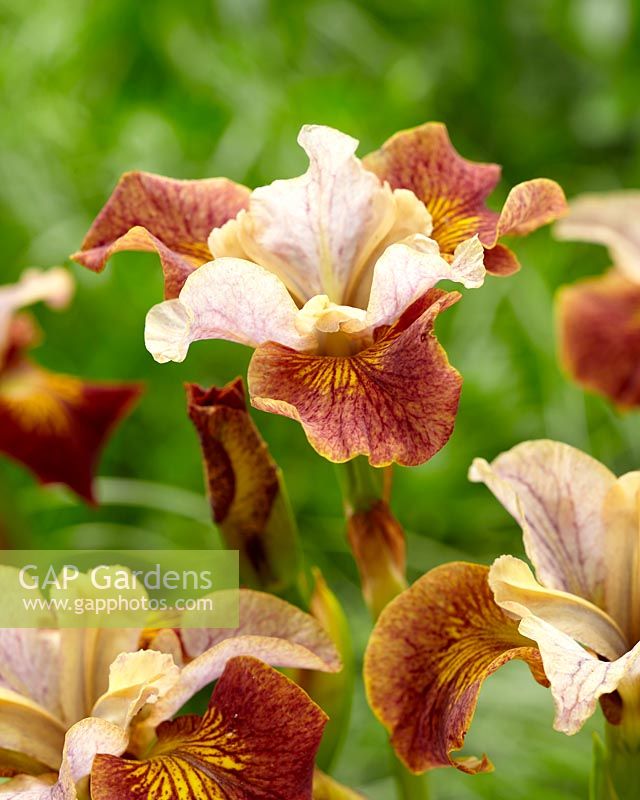 Iris sibirica Paprikash