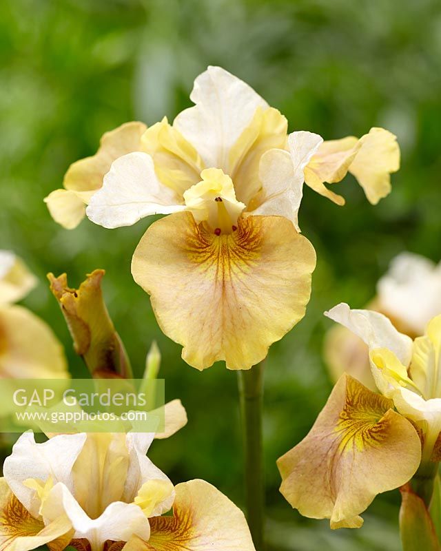 Iris sibirica White Amber