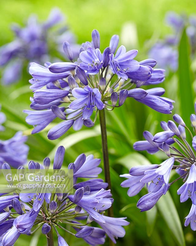 Agapanthus Ever Sapphire