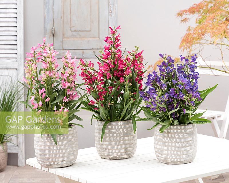 Penstemon Rock CandyÂ® Blue, Light Pink and Ruby