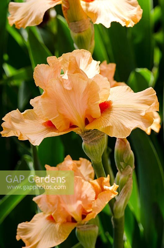 Iris germanica Orange Florescence