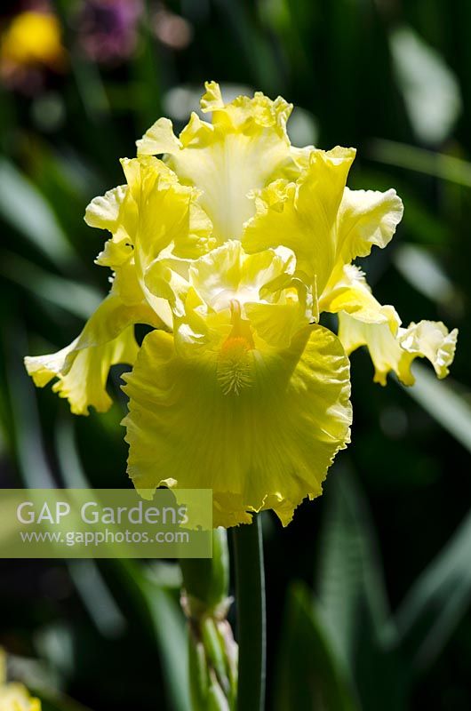 Iris germanica Sun Shine In