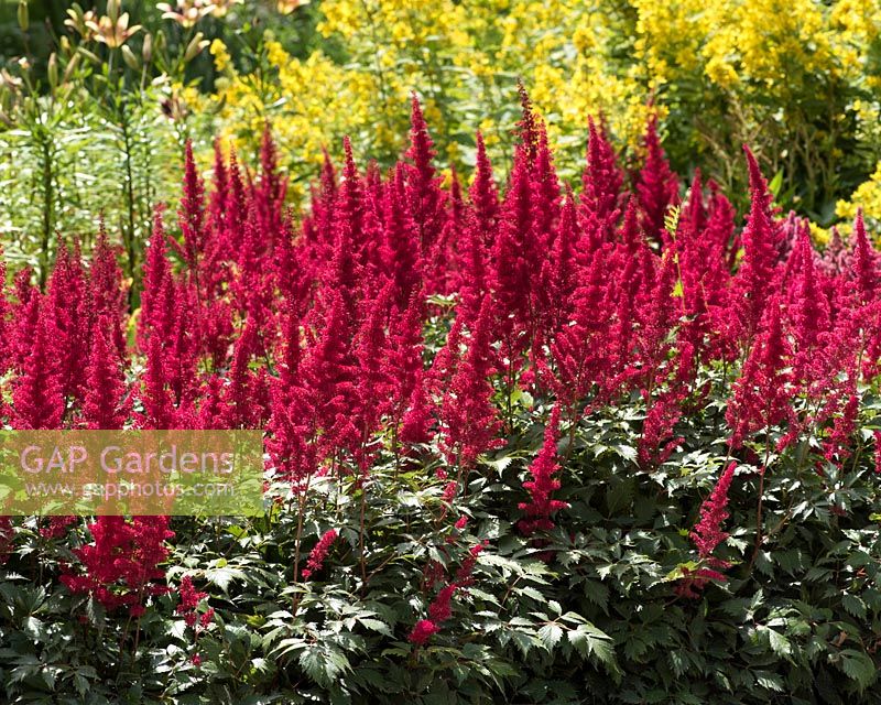 Astilbe chinensis Finale