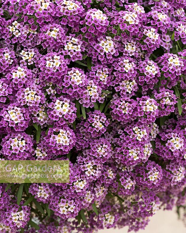 Lobularia maritima Awesome Bicolor Purple White Impression Â®