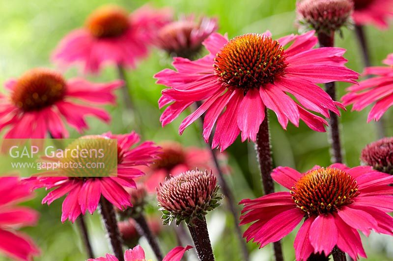 Echinacea SunSeekers Pink