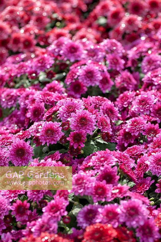 Chrysanthemum Tiamo Pink