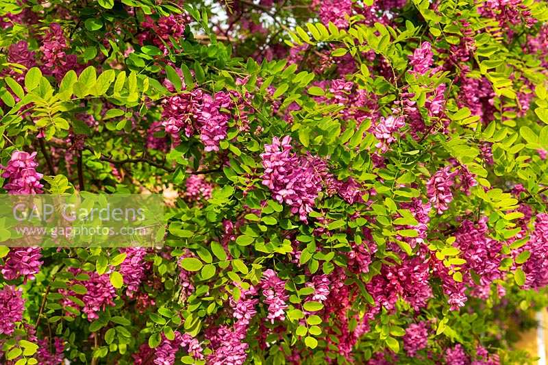 Robinia Rouge Pink Cascade