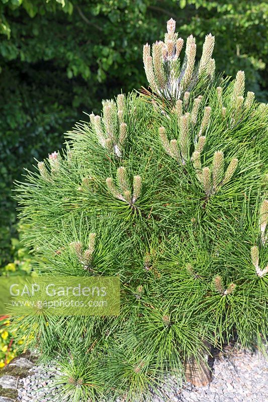 Pinus Wakehurst