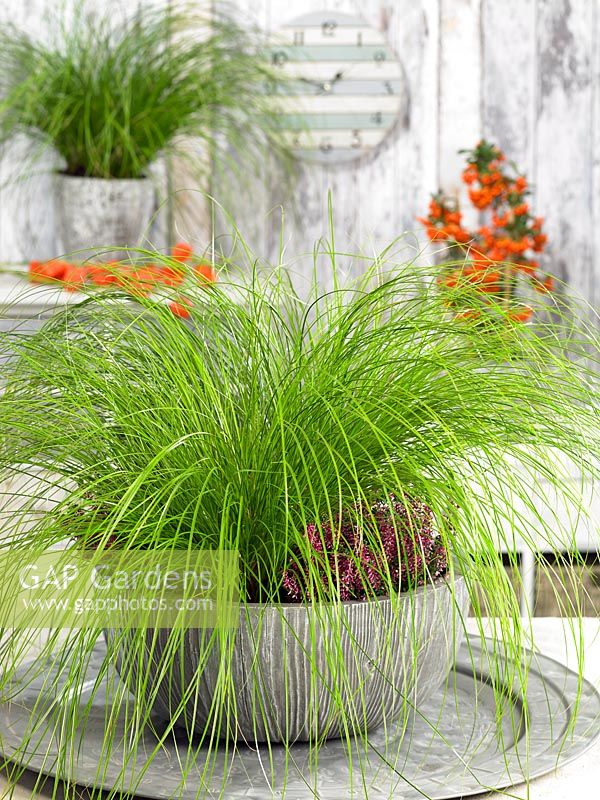 Carex Lime Shine ® in pot