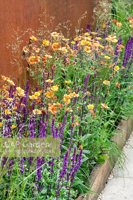 Planting with Geum Totally Tangerine, Salvia Caradonna and ornamental grasses