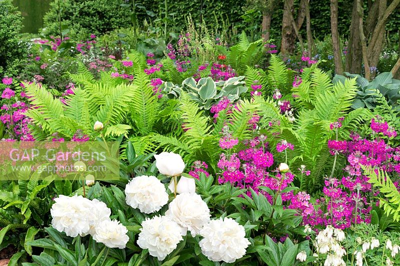 Perennial garden in white and pink color tones